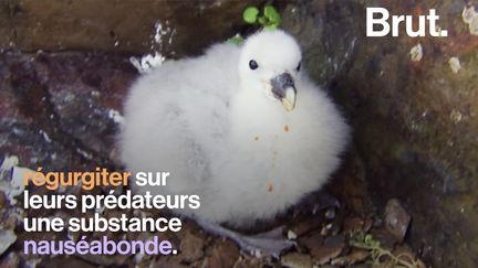 Les fulmars survolent les eaux froides des pôles. Mieux vaut ne pas s'en prendre à eux, au risque de subir un retour de bâton des plus répugnants. &nbsp; (BRUT)