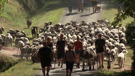 Agriculture : la transhumance, une tradition qui marque la fin de la saison estivale