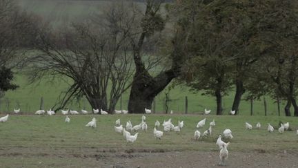 Grippe aviaire : des pénuries de poulet dans les boucheries