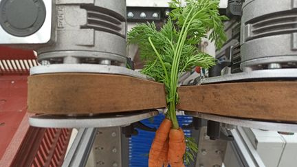 Ce robot arrache délicatement les carottes de terre et évite aux producteurs d'avoir à se baisser.&nbsp; (PHILIPPINE OISEL / RADIO FRANCE)