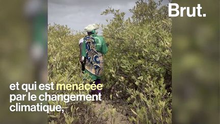 Pour lutter contre la déforestation et le réchauffement qui ravagent la mangrove de Kassel, l'association Poumolindiana a décidé d'y produire du miel.