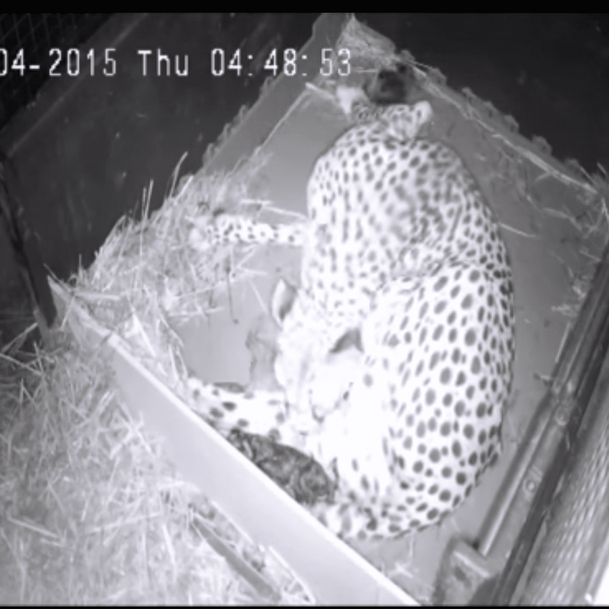 Video La Naissance De Cinq Bebes Guepards Au Parc Animalier De Peaugres