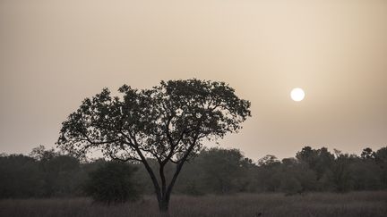 Le parc national de la Pendjari au Bénin, le 11 janvier 2018. (STEFAN HEUNIS / AFP)