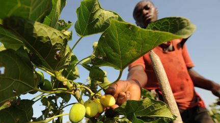 Fruits du jatropha dont les graines donnent une huile abondante. Cette huile est un excellent agro-carburant. (KAMBOU SIA / AFP)