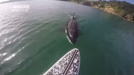 Une orque approche d'une planche de stand up paddle, en Nouvelle-Z&eacute;lande, le 18 mai 2015. (IPRODE QOTOK / YOUTUBE)