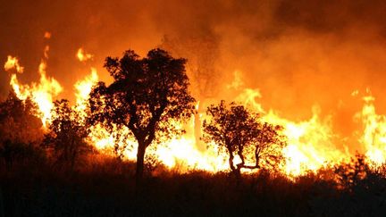 Photo d'illustration d'un incendie en Algérie, le 1er septembre 2007.&nbsp; (STR / AFP)