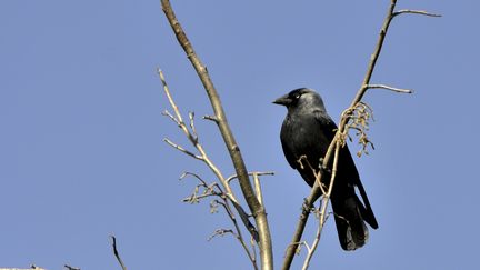 Bretagne : quand les oiseaux menacent les cultures