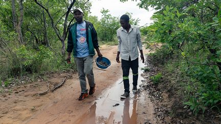 &nbsp; Intarissable sur les qualités de ces insectes de la famille des scarabées, Earnmore Chikavaza accompagne souvent MacDonald Pfupa, un guérisseur traditionnel. Car si leur goût est exquis, ils sont aussi "riches en protéines et bons pour la santé", déclarent les deux hommes.&nbsp; &nbsp; (JEKESAI NJIKIZANA / AFP)