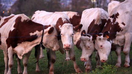 &nbsp; (Des vaches en Savoie©MAXPPP)