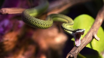 Un serpent&nbsp;Hierophis viridiflavus&nbsp;présenté au Palais de la Découverte pour l'exposition "Poison". (JOEL SAGET / AFP)