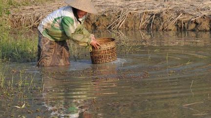  (A la recherche de châtaignes et d'escargots d'eau © Philippe MOLLARET)