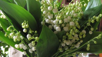 Un bouquet de muguet. Photo d'illustration. (CATHERINE GRAIN / RADIO FRANCE)