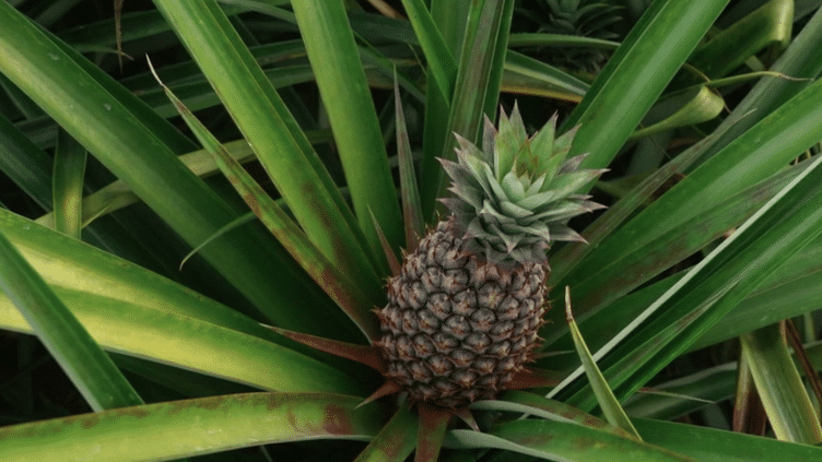 Philippines : l'ananas fait vivre 2 millions de personnes à travers le pays