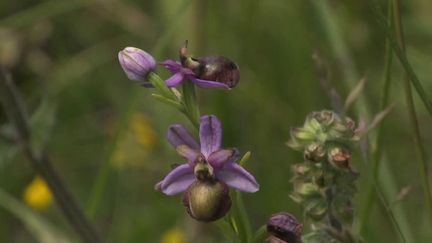 En Aveyron, une équipe de journalistes de France 3 est partie à la recherche des orchidées sauvages. (France 3)