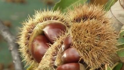 Les autorités sanitaires alertent sur la confusion entre les marrons et les châtaignes mercredi 25 septembre. Plusieurs cas d'intoxications sont signalés chaque année. (CAPTURE ECRAN FRANCE 2)