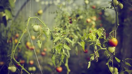 Les tomates de l'automne, comment améliorer leur mûrissement et les récolter avant les premières gelées.&nbsp; (DELPHINE LE BERRE / MOMENT RF / GETTY IMAGES)