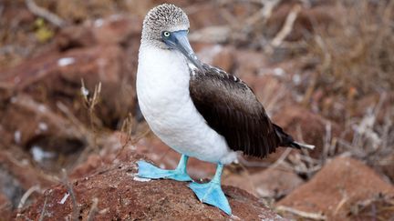 Un fou aux pieds bleus photographi&eacute; en 2010 sur une &icirc;le des Galapagos&nbsp;(Equateur). (VOISIN / PHANIE)