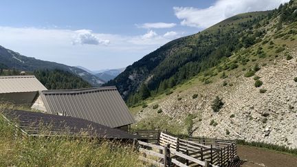 L'enclos où est gardé le&nbsp;troupeau de près de 1 200 brebis,&nbsp;sur les hauteurs de Prads, dans les Alpes-de-Haute-Provence, mardi 28 juillet. (MATHILDE VINCENEUX / RADIOFRANCE)