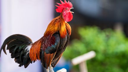 Les cris ou les chants des volatiles et autres animaux à la campagne suscitent bien souvent des querelles de voisinage...Quels sont vos droits ? (Illustration) (GETTY IMAGES / EYEEM)