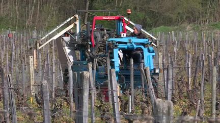 Tisanes contre le gel des vignes