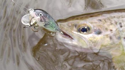 capture d'un poisson de rivière (Stéphane Forgeais)