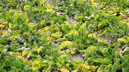 Des betteraves&nbsp;touchées par la jaunisse virale véhiculée par les pucerons verts, le 31 juillet 2020 à Amiens (Somme). (DOMINIQUE TOUCHART / MAXPPP)