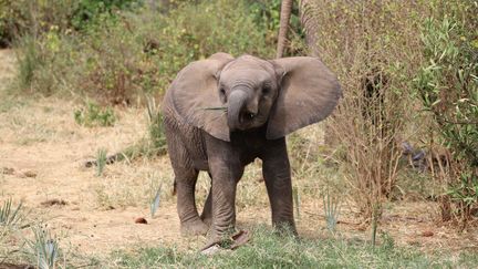 Un éléphanteau récemment né au Kenya qui voit sa population d'éléphants nettement remonter ces 30 dernières années, le 7 septembre 2020. (CHARLOTTE SIMONART / RADIOFRANCE)