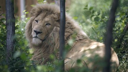 &nbsp; (Le nombre de lions a baissé de 70.000 en 50 ans © REUTERS/David Mdzinarishvili)