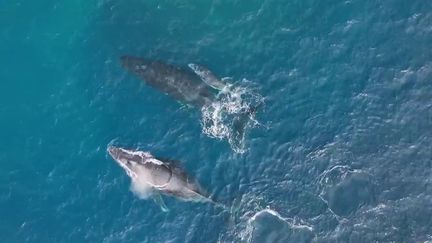 Mayotte : le parc naturel marin, un joyau de la biodiversité