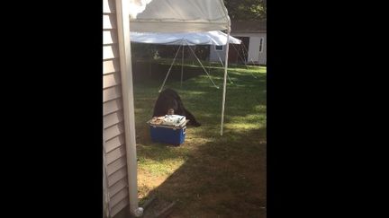 Capture d'écran d'une vidéo publiée sur Facebook par Jennifer Adorno, montrant un ours mangeant un gâteau d'anniversaire dans son jardin, dans l'Etat du Connecticut (Etats-Unis).&nbsp; (JENNIFER ADORNO / FACEBOOK)