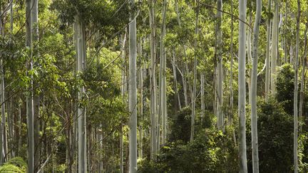 Des chercheurs ont d&eacute;couvert la pr&eacute;sence de particules d'or dans des feuilles d'eucalyptus poussant au-dessus d'un gisement australien. (DAVID WALL PHOTO / LONELY PLANET IMAGES / GETTY IMAGES)