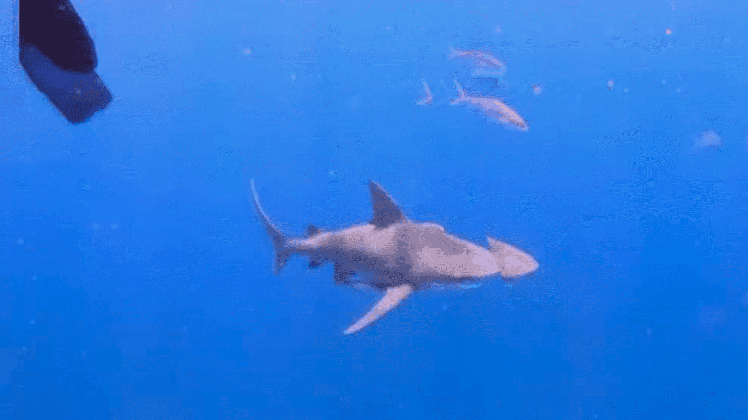 Surge in Shark Attacks on the Atlantic Coast: Exploring the Phenomenon and Its Causes