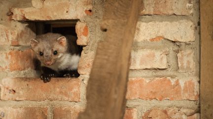 Une fouine dans un centre animalier de Hankensbüttel, en Allemagne, le 27 novembre 2014.&nbsp; (PHILIPP SCHULZE / DPA / AFP)