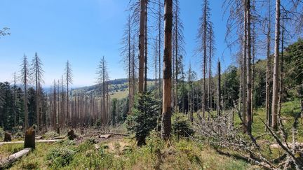 Sécheresses, canicules, ou encore scolytes déciment les forêts françaises, comme dans la haute vallée de la Doller dans le Haut-Rhin, en juillet 2022. (GREGOIRE GAUCHET / DNA / MAXPPP)