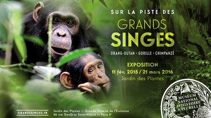 &nbsp; (Sur la piste des Grands Singes © MNHN - Jean-Michel Krief)