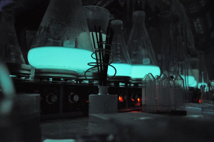 Les bactéries bioluminescentes cultivées en laboratoire par Glowee. (GLOWEE)