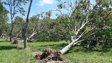 500 noyers ont été arrachés par la violence de la tempête de grêle le samedi 15 juin, sur l'exploitation de Jean-Baptiste Vye, à Chatillon Saint-Jean (Drôme).&nbsp; (FLORENCE GOTSCHAUX / RADIO FRANCE)