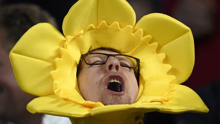 Certains supporters gallois pr&eacute;f&egrave;rent l'autre embl&egrave;me de leur nation, &agrave; savoir la jonquille. Plus po&eacute;tique, mais pas forc&eacute;ment plus seyant. (FRANCK FIFE / AFP)