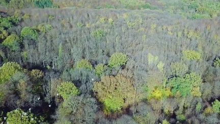 En France 5% des forêts sont en train de mourir, notamment à cause des scolytes et des champignons maintenant reconnus comme Oomycètes. Une situation qui inquiète les responsables forestiers en manque de main-d’œuvre.