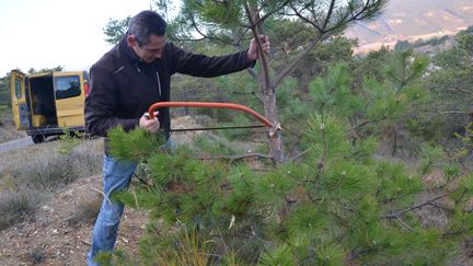 Noël : les sapins bios se font une place sur le marché