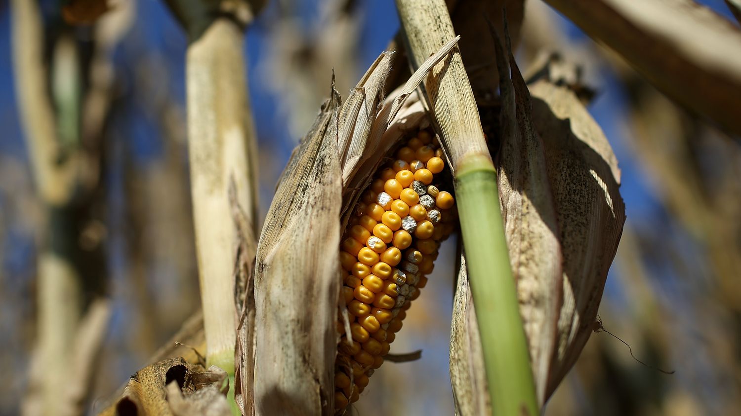 Crise alimentaire : alerte mondiale et crainte pour la France