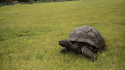 La tortue Jonathan se promène dans les jardins de la résidence du gouverneur de Sainte-Hélène, le 20 octobre 2017. (GIANLUIGI GUERCIA / AFP)