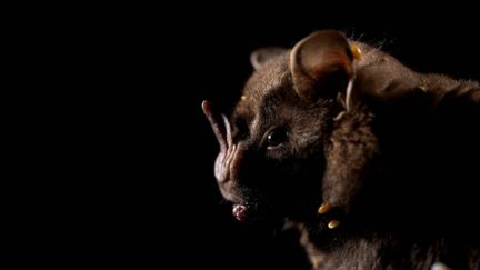 27 nouvelles espèces ont été identifiées dans une région au Pérou à la suite d’une expédition. Parmi ces espèces, une souris hérisson ou un mystérieux poisson.