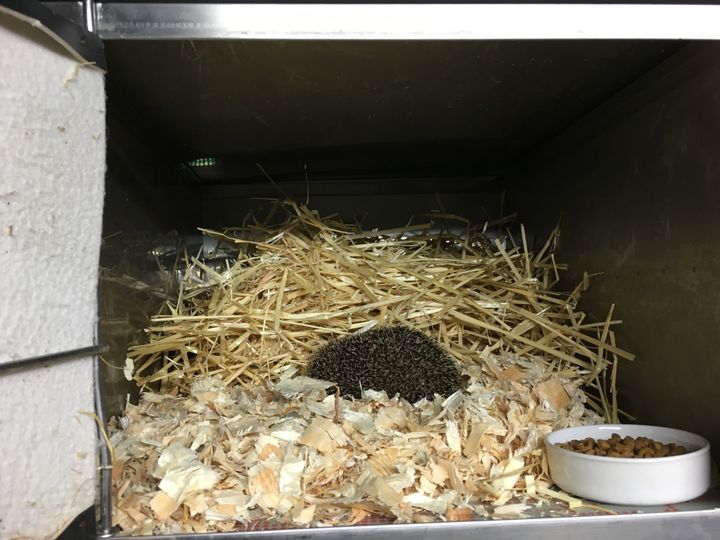 Un hérisson est installé dans un casier pour hiberner, au Cedaf de Maisons-Alfort (Val-de-Marne), le 15 novembre 2017. (MARIE-VIOLETTE BERNARD / FRANCEINFO)