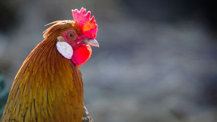 Un coq, dans les Landes (illustration). (LOIC VENANCE / AFP)