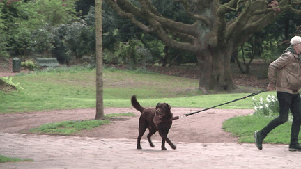 Nord : une heureuse vie de chien à Lille (FRANCE 3)