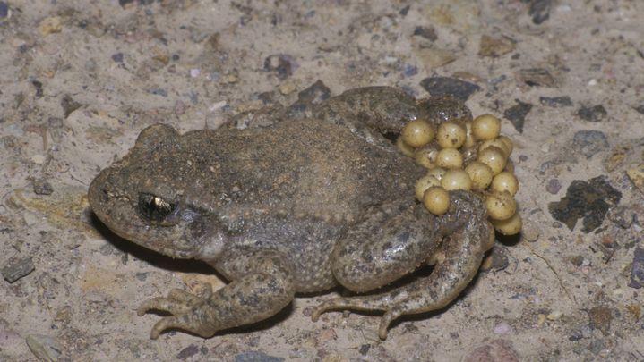 Alytes obstetricans, le crapaud accoucheur prend en charge sa progéniture de A à Z.&nbsp; (BERND MEHMEN / IMAGEBROKER RF / GETTY IMAGES)