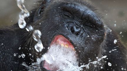 Le chimpanz&eacute; Tong est asperg&eacute; d'eau par un soigneur alors que la temp&eacute;rature &agrave; Bangkok (Tha&iuml;lande) atteint les 40&deg;C, le 2&sect; avril 2012. (APICHART WEERAWONG / REUTERS)