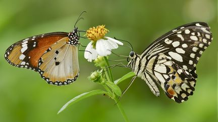 Deux papillons de prairie butinent une fleur.&nbsp; (ANNA KWA / GETTY IMAGES)