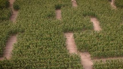 Un champ de maïs transformé en labyrinthe géant :&nbsp;35 parcs de ce type existent en France. (FRANCE 3)